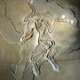 Fósil de un Archaeopteryx. Foto: Vesta / Wikimedia Commons